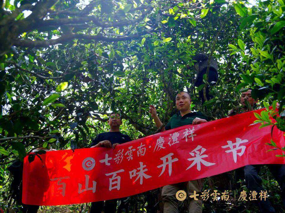 寻茶季 | 保山茶区典型代表——黄家寨正山春古茶开采啦