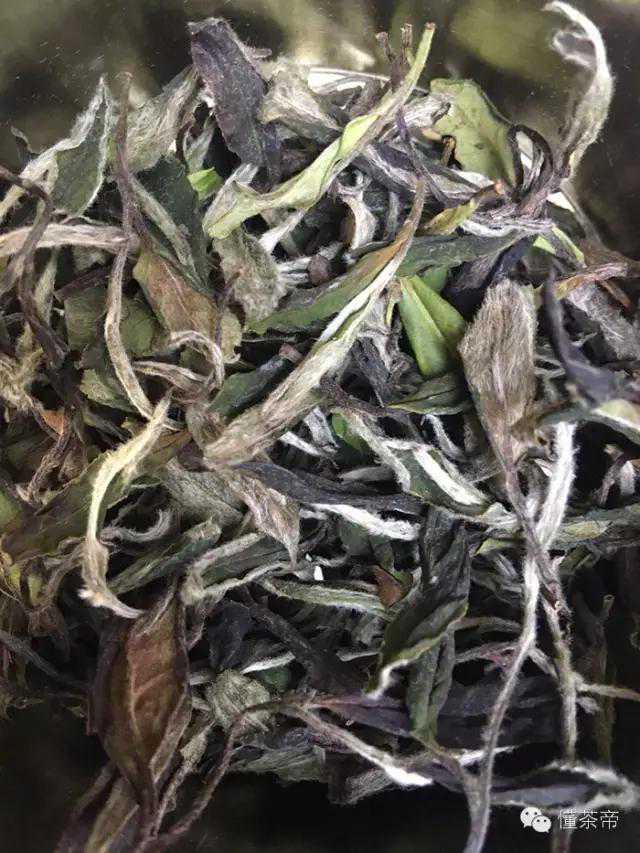 福鼎白茶、政和白茶有何区别？一组数字和图片告诉你