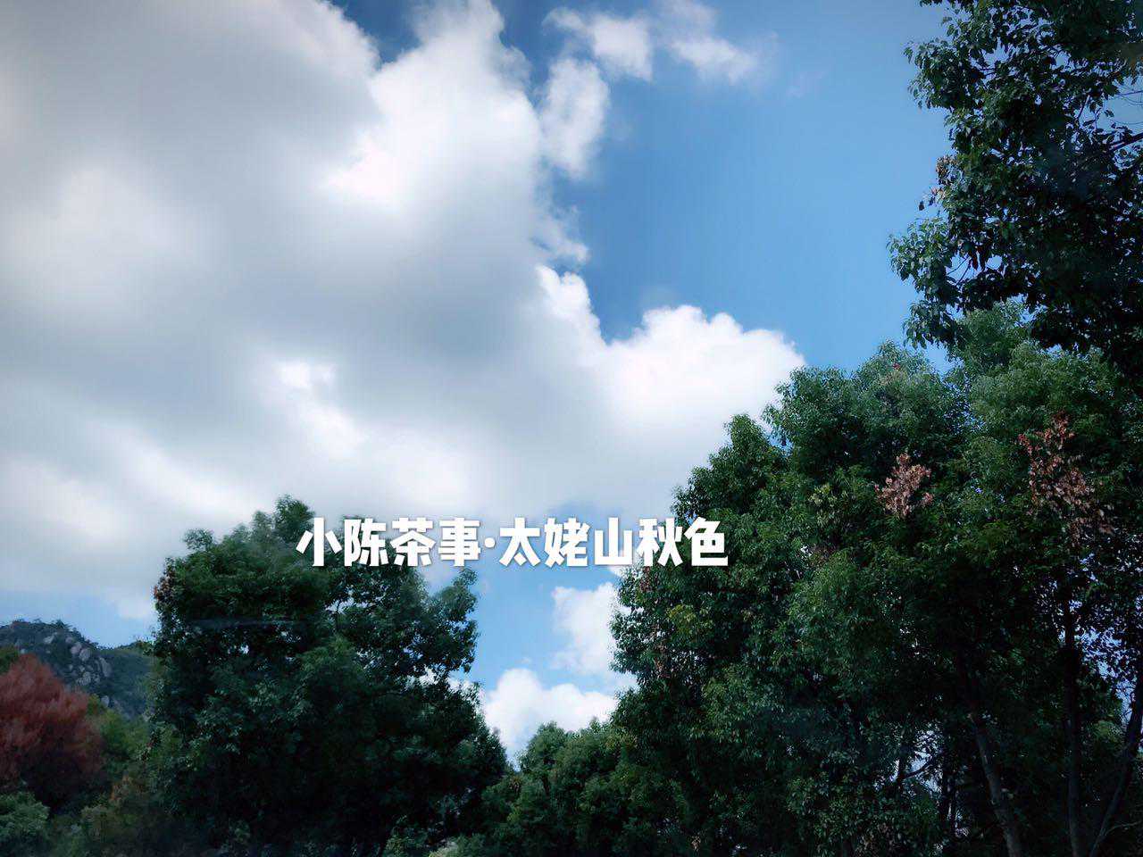 入门级！白茶知识大全（建议收藏）