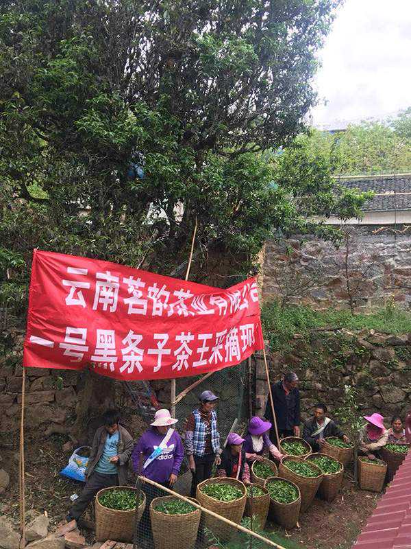 2018临沧茶区：二嘎子野生古茶树共采鲜叶76.35公斤