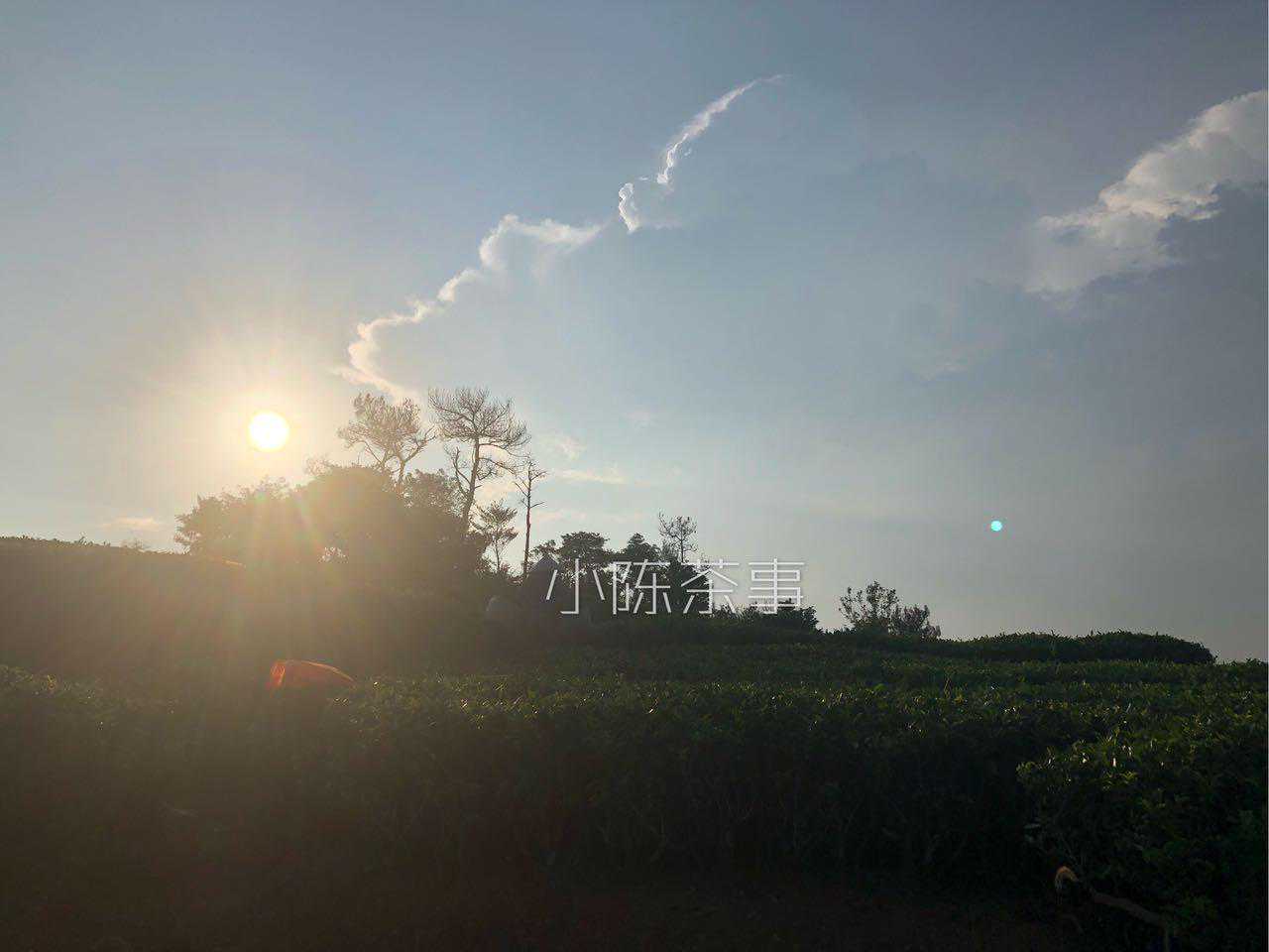 绿茶和白茶，截然不同的两类茶，想分清它们的区别，请看这四点！