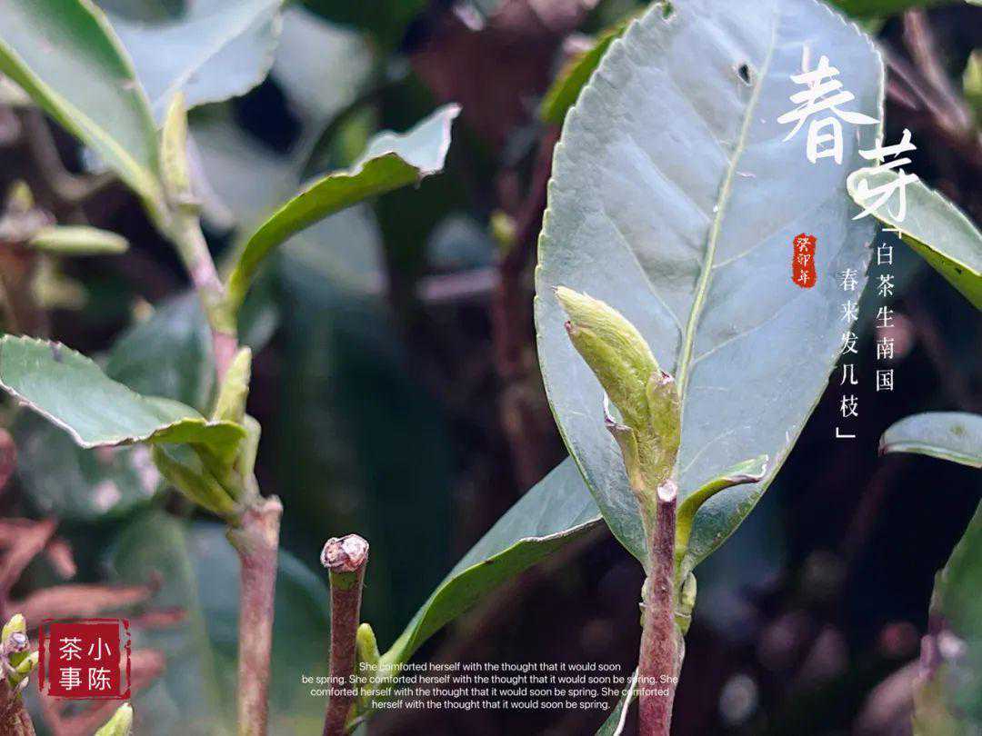茶经里的“上者生烂石”是什么意思？高山白茶究竟好在哪里？
