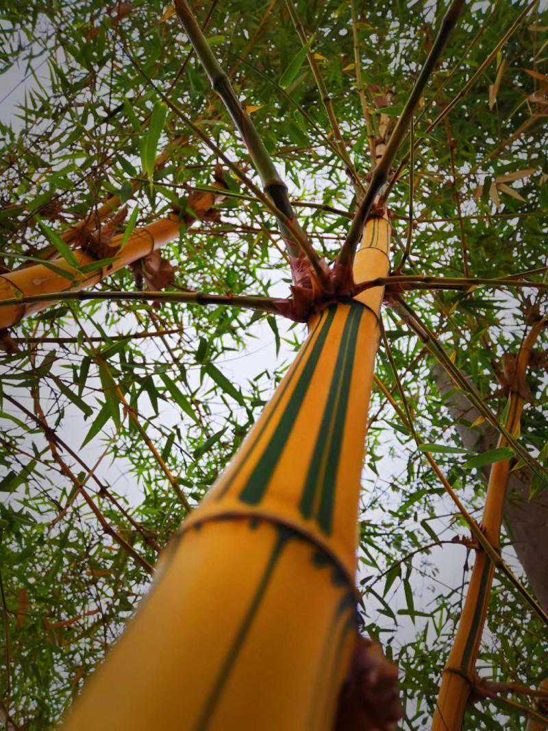 沪滇合作，云南这个茶村脱贫！村民都用智能手机，50多岁了还想学驾照