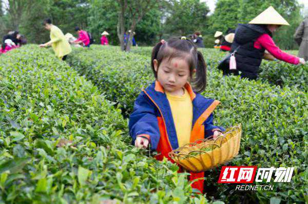 湘丰茶业：一片“绿茶”，香飘全世界