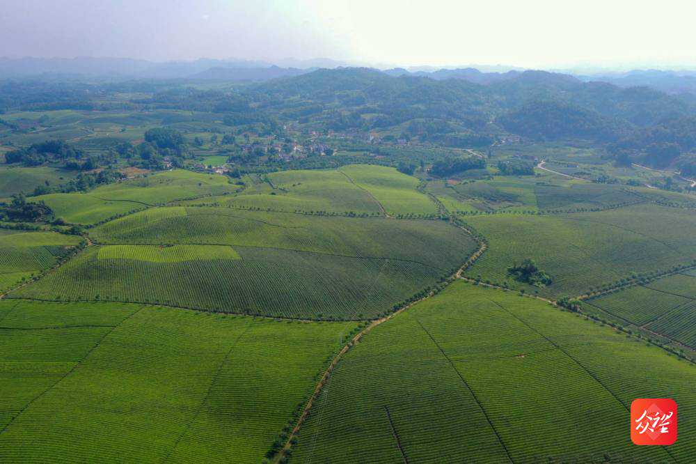 湄潭茶海：一碧万顷，茶香四溢