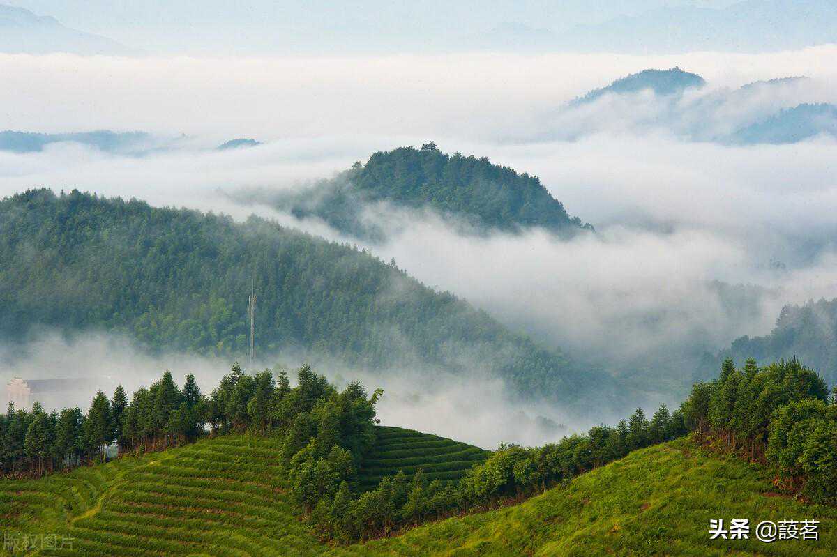 浙江茶叶汇总大全，以及品名相似成员之间的区别