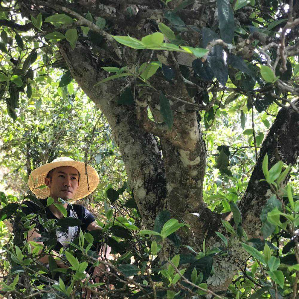 他想重启茶友们对云南滇青的认知