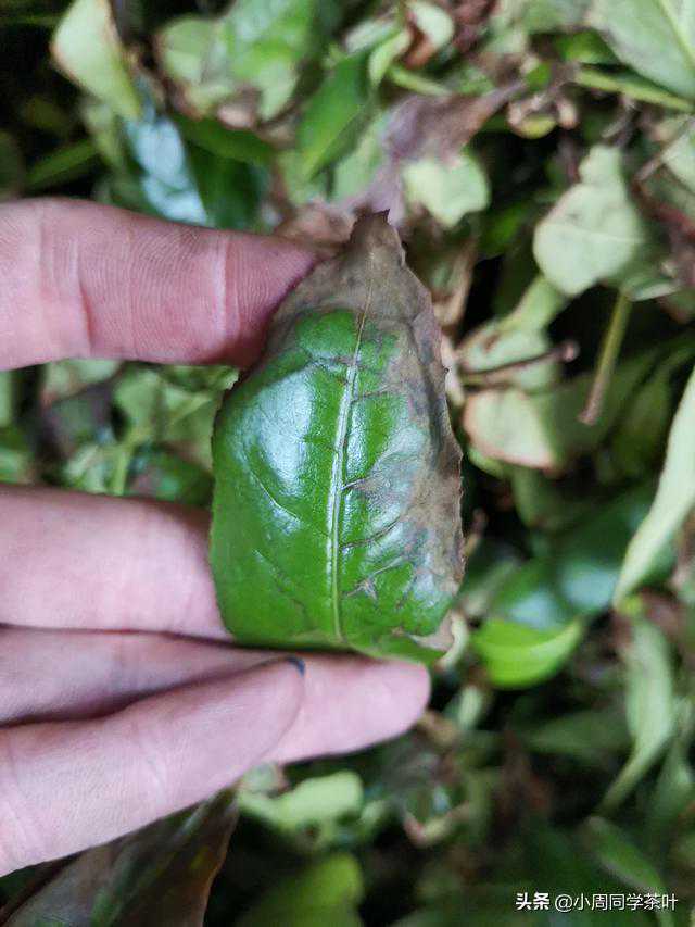 岩茶叶底中的“绿叶红镶边”包含了什么信息谜团呢？