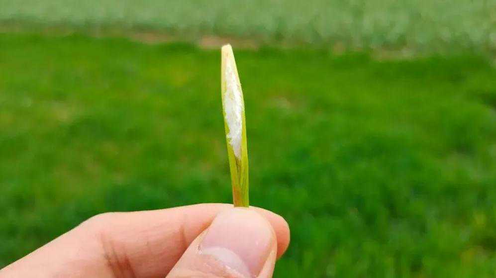 儿时的零食“茅针”