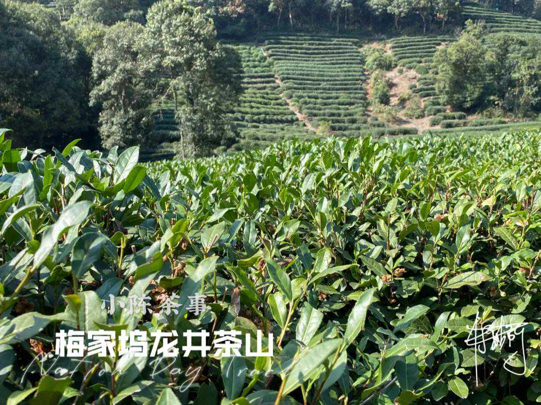 西湖龙井、白毫银针、金骏眉，都是嫩芽，所以春茶里芽茶zui贵？