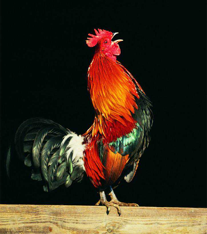 鹅城记忆 丧葬篇 引魂鸡 打狗饼