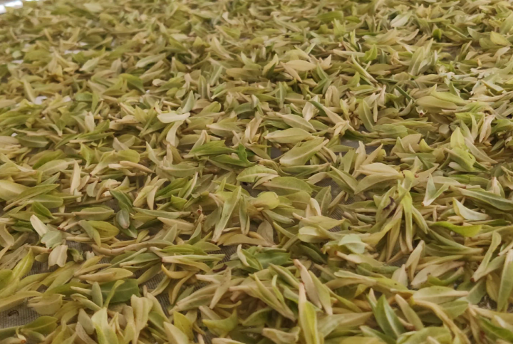 听说它开采，全国茶商来！万元一斤的淳安中洲“白金芽”走俏茶市