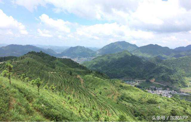 都匀毛尖，中国十大名茶之一，内敛但有内涵的茶中“女神”