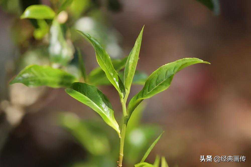 茶叶的茶茎，好还是不好？