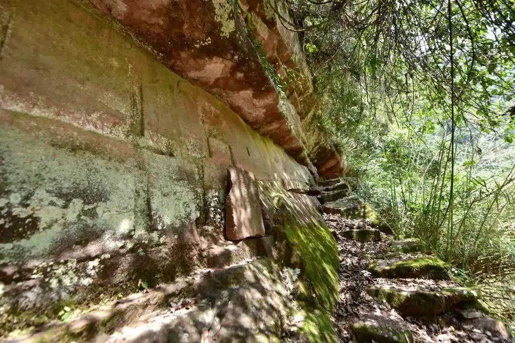 古蔺特有：建新茶大树茶牛皮茶