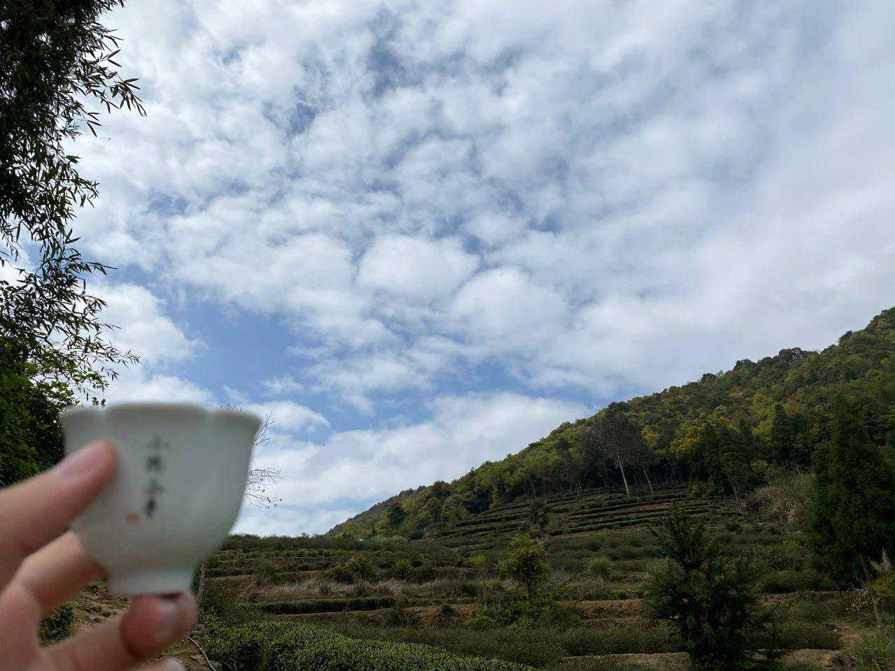 白茶里有碎茶，是因为茶叶质量不好吗？