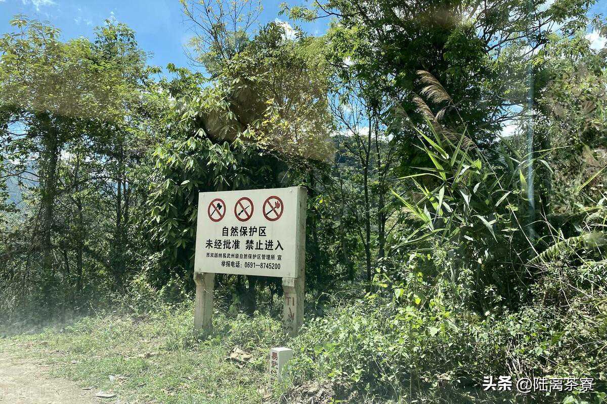 诗画问茶·龙井｜无味之味，茶中至味