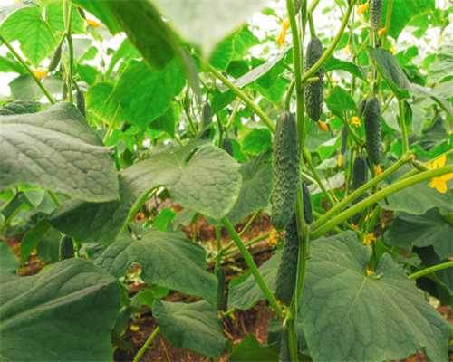 ⅡAB爱尔兰代表：在上海鸣龙堂茶空间接受剧作家徐妮Anny采访