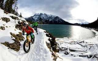 每日中药——金银花