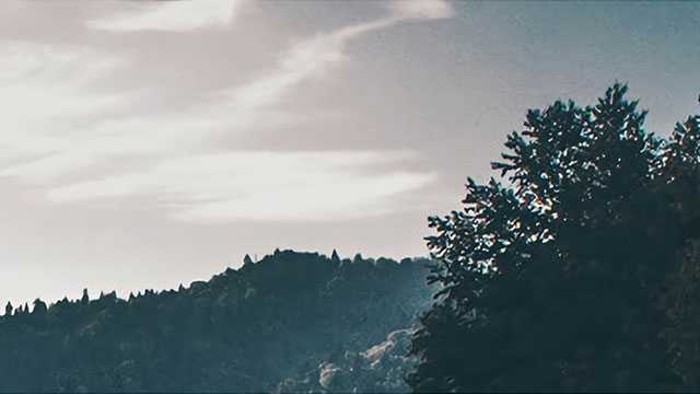 你了解洱茶中的“茶虫”吗？ 普洱茶的“茶虫